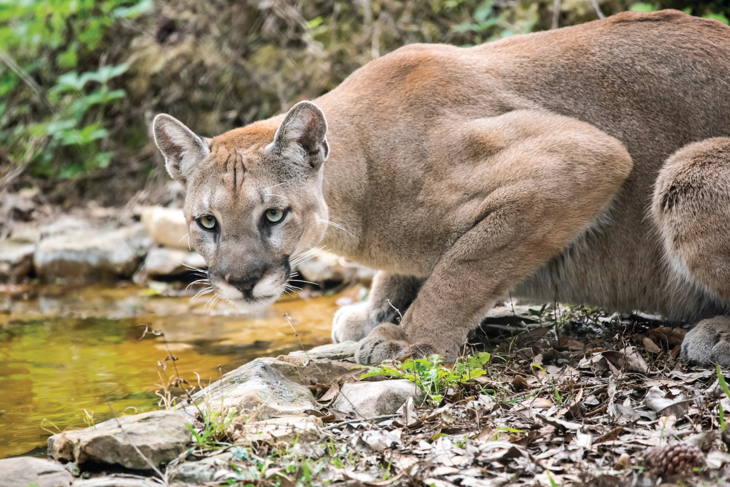 Wildlife in Wet Habitats: Living Exhibits for BIblical Creation Apologetics